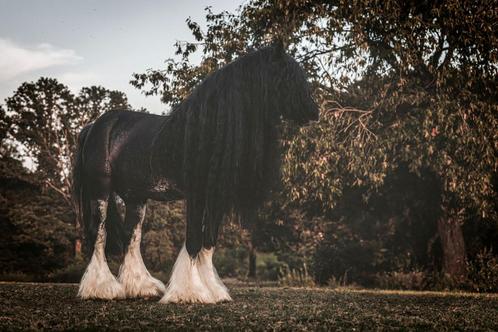 Prachtige Tinker/irish cob ter dekking, Dieren en Toebehoren, Paarden en Pony's | Dekhengsten en Fokmerries, Hengst