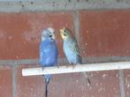 Grasparkieten, Dieren en Toebehoren, Vogels | Parkieten en Papegaaien, Meerdere dieren, Parkiet