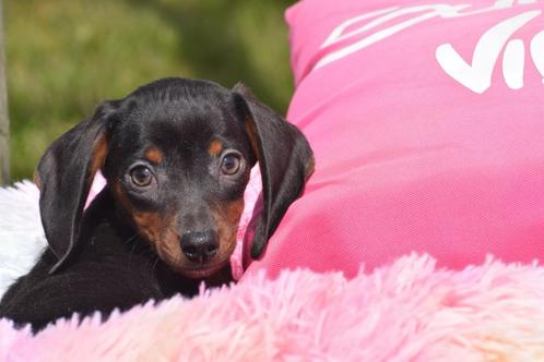 Teckel pups prachtige kleuren, Dieren en Toebehoren, Honden | Teckels en Dashonden, Meerdere dieren, Korthaar, Dwerg, Fokker | Professioneel