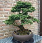 Bonsai picea pirna, Tuin en Terras, Ophalen