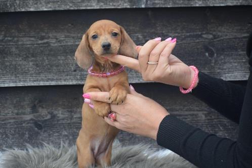 Teckel pups mooi klein blijvend hier geboren, Dieren en Toebehoren, Honden | Teckels en Dashonden, Meerdere dieren, Korthaar, Dwerg