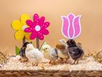 Wyandotte kriel kippen baby kuikens, gesekst en ingeënt, Dieren en Toebehoren, Kip, Vrouwelijk