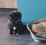 shih tzu pup, beide ouders zijn hier aanwezig, België, Overige rassen, CDV (hondenziekte), 8 tot 15 weken