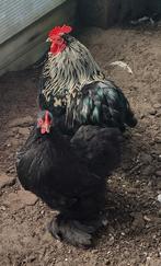 Cochin kriel haan met hen, Meerdere dieren, Kip