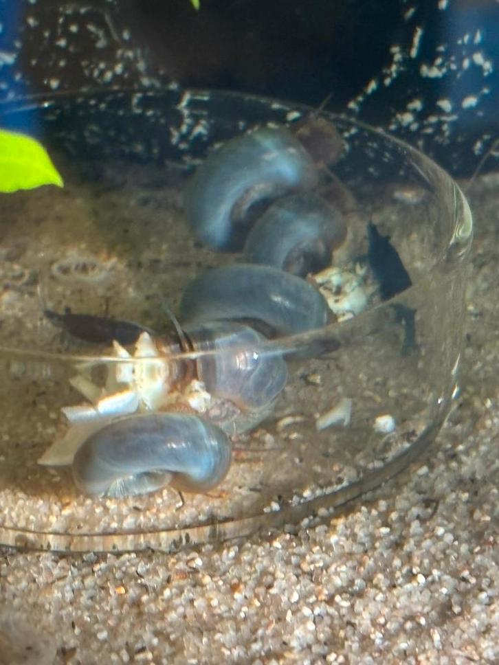 Posthoornslakken blauw / rood / bruin beschikbaar, Dieren en Toebehoren, Vissen | Aquariumvissen, Zoetwatervis, Slak of Weekdier