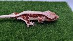 Crested gecko wimpergekko