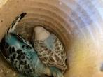 Jonge grasparkieten (april 2025) en 1 pop (aug 2024), Dieren en Toebehoren, Vogels | Parkieten en Papegaaien, Geslacht onbekend