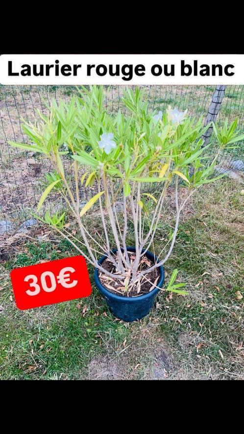 Grote witte of rode laurier. Heel goed onderhouden. LEVERING, Tuin en Terras, Planten | Tuinplanten, Winter, Ophalen of Verzenden