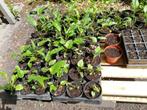 Plantjes Echinacea, Tuin en Terras, Volle zon, Vaste plant, Zomer, Ophalen