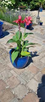 Canna city of Portland, Ophalen