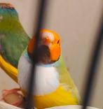 Satinet gould, Dieren en Toebehoren, Vogels | Overige Vogels