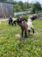 Geitenbok, Dieren en Toebehoren, Schapen, Geiten en Varkens
