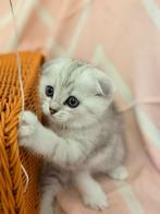 Scottish Fold Kitten, Dieren en Toebehoren, Kater, 0 tot 2 jaar
