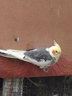 Valkparkieten te koop, Dieren en Toebehoren, Vogels | Parkieten en Papegaaien, Meerdere dieren, Parkiet, Geringd