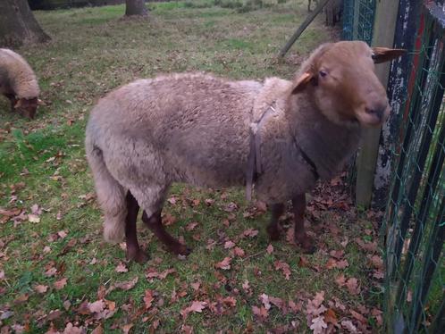 Ardense voskop dekram te huur, Animaux & Accessoires, Moutons, Chèvres & Cochons, Mouton, Mâle, 0 à 2 ans