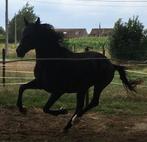 PARAGE PIEDS NUS, Animaux & Accessoires, Enlèvement, Neuf, Autres espèces