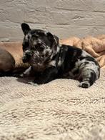 Mooie franse Bulldog pups, Dieren en Toebehoren, België, CDV (hondenziekte), 8 tot 15 weken, Bulldog