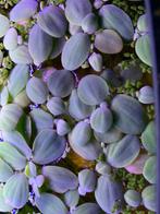 Aquarium drijfplantjes, Dieren en Toebehoren, Ophalen of Verzenden