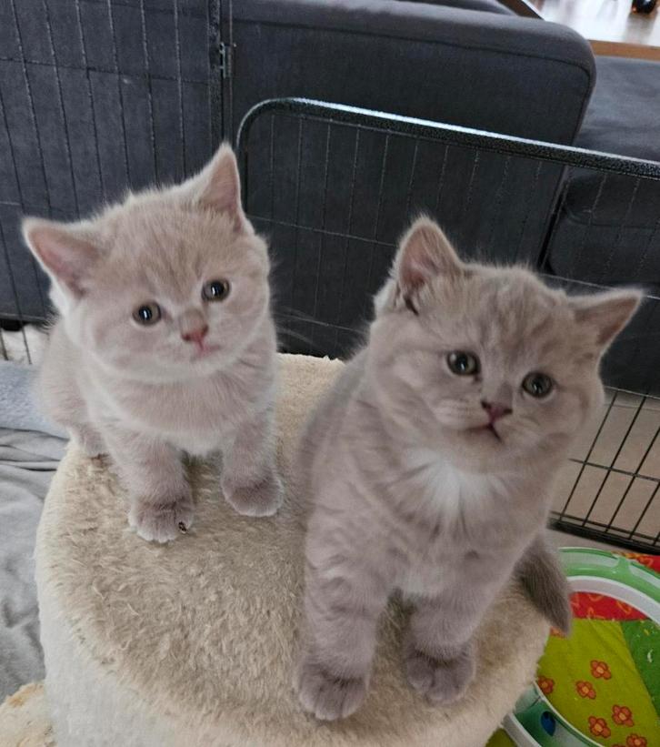 3 prachtige britse korthaar kittens, Dieren en Toebehoren, Katten en Kittens | Raskatten | Korthaar, Meerdere dieren, 0 tot 2 jaar