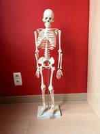 Geraamte, Diversen, Schoolbenodigdheden, Ophalen, Zo goed als nieuw