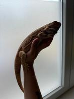 Baardagaam man met terrarium, Dieren en Toebehoren, Reptielen en Amfibieën | Toebehoren, Ophalen, Gebruikt, Terrarium of Paludarium