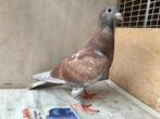 Kleurpostduif reduced rubella kras duivin, Dieren en Toebehoren