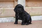 Prachtige engelse cocker spaniel pups (ouders aanwezig), België, CDV (hondenziekte), 8 tot 15 weken, Meerdere