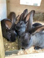 Vlaamse reus jongen, Plusieurs animaux, Grand, 0 à 2 ans