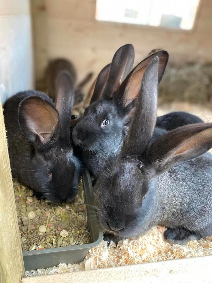 Vlaamse reus jongen, Animaux & Accessoires, Lapins, Grand, Plusieurs animaux, 0 à 2 ans