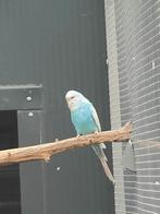 Koppel Engelse grasparkieten, Dieren en Toebehoren