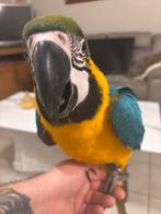 Handtammer blauw gele ara 9 maanden oud, Dieren en Toebehoren, Vrouwelijk, Papegaai, Pratend