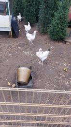 3 sessex hanen, Dieren en Toebehoren, Mannelijk, Kip