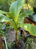 Mooie bananen planten, winterhard, Tuin en Terras, Bloembollen en Zaden, Ophalen