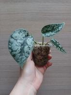 Scindapsus silver lady, Enlèvement ou Envoi