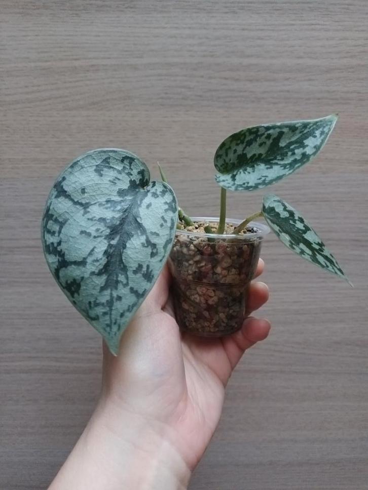 Scindapsus silver lady, Maison & Meubles, Plantes d'intérieur, Enlèvement ou Envoi