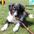 Australische Herder's Duke, Draco & Dax - reutjes te koop, België, CDV (hondenziekte), 8 tot 15 weken, Meerdere