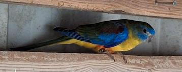 2 turquoisine mannen 2025 met dna certificaat beschikbaar voor biedingen