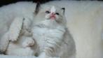 Seal bicolor Ragdoll poesje – een hartendiefje pur sang, Poes, Gechipt, 0 tot 2 jaar