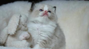 Seal bicolor Ragdoll poesje – een hartendiefje pur sang  beschikbaar voor biedingen