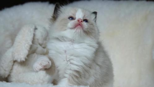 Seal bicolor Ragdoll poesje – een hartendiefje pur sang, Dieren en Toebehoren, Katten en Kittens | Raskatten | Langhaar, Poes
