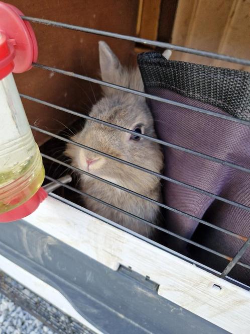 Dwergkonijn leeuwenkop mannetje, Dieren en Toebehoren, Konijnen, Dwerg, Mannelijk, 0 tot 2 jaar