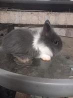 Prachtige dwergkonijntjes kleinblijvend supertam, Dieren en Toebehoren, Konijnen