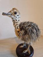 Struisvogel baby taxidermie, Verzamelen, Ophalen