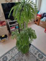 Palmboom plant (imitatie), Ophalen