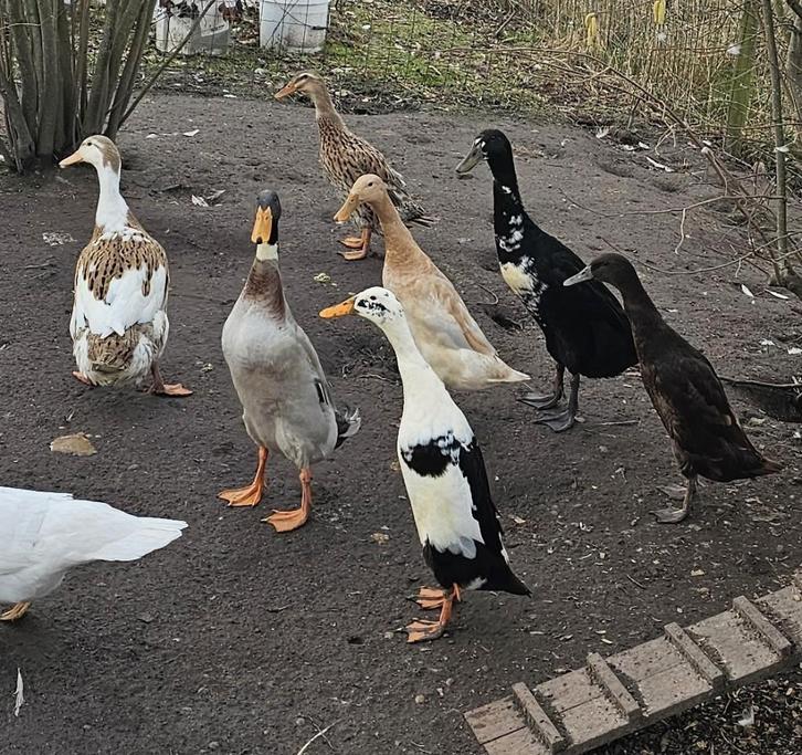 Loopeenden, Animaux & Accessoires, Volatiles