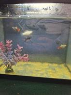 GRATIS 18L aquarium zonder pomp, Animaux & Accessoires, Poissons | Aquariums & Accessoires, Enlèvement, Comme neuf, Aquarium d'eau douce rempli