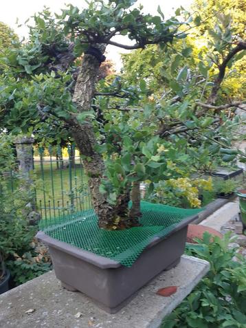 Bonsai Kurkeik, Enlèvement
