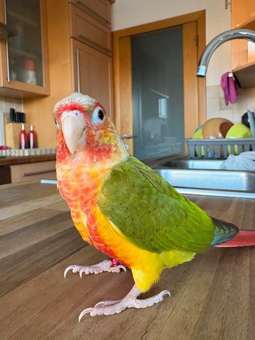 2 handtamme pyrrurhas met grote kooi, Dieren en Toebehoren, Vogels | Parkieten en Papegaaien, Papegaai, Vrouwelijk, Tam