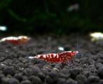 Red galaxy boa's juvie's, Dieren en Toebehoren