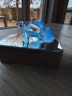 Siamese vechtvis  blauw, Ophalen